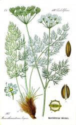 Bärwurz gemahlen bio